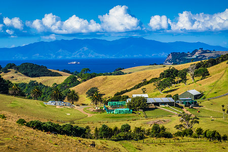 Farm at Onetangi, Waiheke Island, North Island, New Zealand. Stockbilder - Lizenzpflichtiges, Bildnummer: 700-09237355