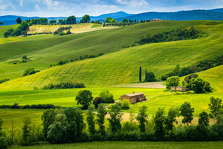 simsearch:700-09237490,k - Farming country near San Giovanni D'Asso, Tuscany, Italy. Foto de stock - Con derechos protegidos, Código: 700-09237398