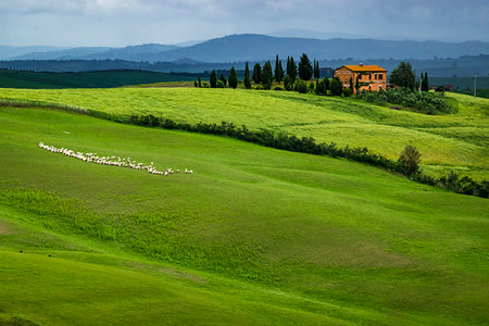 simsearch:700-09237490,k - Farming country with sheep in field in Tuscany, Italy. Foto de stock - Con derechos protegidos, Código: 700-09237417