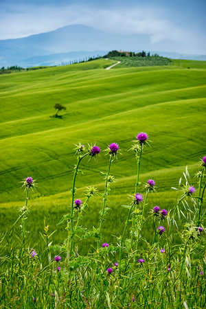 simsearch:879-09191122,k - Thistles in front of scenic view of farming country in Tuscany, Italy. Fotografie stock - Rights-Managed, Codice: 700-09237418