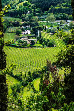 simsearch:700-09237490,k - Vineyard in Tuscany, Italy. Foto de stock - Con derechos protegidos, Código: 700-09237419