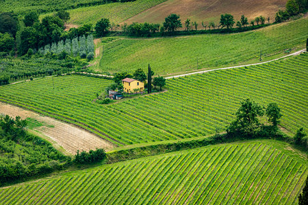 simsearch:700-09237490,k - Farmhouse and vneyard in Tuscany, Italy. Foto de stock - Con derechos protegidos, Código: 700-09237420