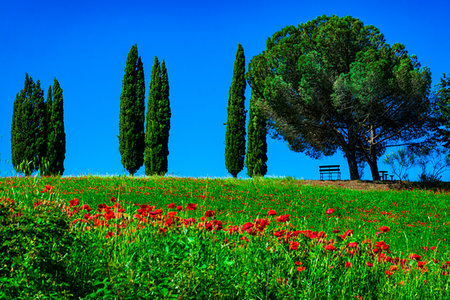simsearch:700-09237490,k - Poppies and cypress trees in a field in Tuscany, Italy. Foto de stock - Con derechos protegidos, Código: 700-09237444