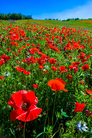 simsearch:700-09237490,k - Close-up of poppy field in Tuscany, Italy. Foto de stock - Con derechos protegidos, Código: 700-09237449