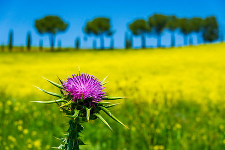 Close-up of thistle in front of a canola field in Tuscany, Italy. Stock Photo - Rights-Managed, Code: 700-09237442