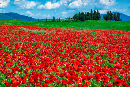 simsearch:6119-09161835,k - Poppy field, Tuscany, Italy. Photographie de stock - Rights-Managed, Code: 700-09237454