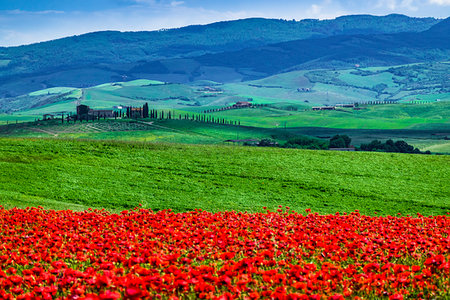 simsearch:700-09237490,k - Poppy field, Tuscany, Italy. Foto de stock - Con derechos protegidos, Código: 700-09237455
