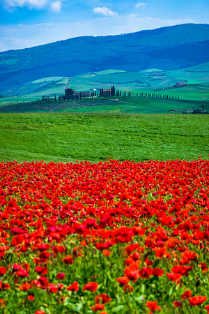 simsearch:6119-09161835,k - Poppy field, Tuscany, Italy. Photographie de stock - Rights-Managed, Code: 700-09237456