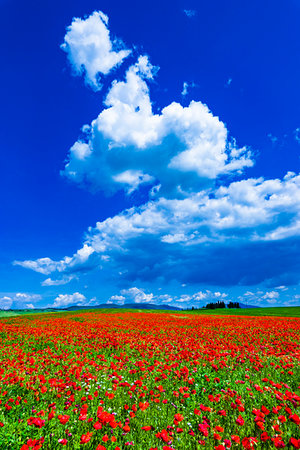 simsearch:6119-09161835,k - Poppy field, Tuscany, Italy. Photographie de stock - Rights-Managed, Code: 700-09237457