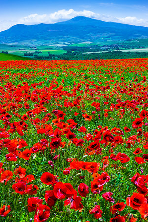 simsearch:6119-09161835,k - Poppy field, Tuscany, Italy. Photographie de stock - Rights-Managed, Code: 700-09237451