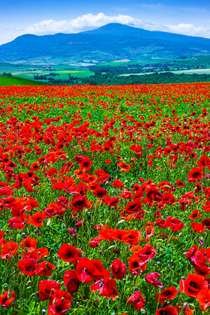 simsearch:700-09237490,k - Poppy field, Tuscany, Italy. Foto de stock - Con derechos protegidos, Código: 700-09237451