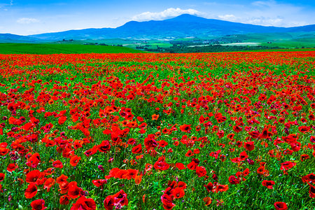 simsearch:700-09237490,k - Poppy field, Tuscany, Italy. Foto de stock - Con derechos protegidos, Código: 700-09237452