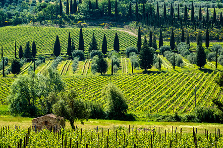 Castelnuovo dell'Abate, Tuscany, Italy. Foto de stock - Con derechos protegidos, Código: 700-09237477