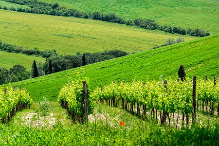 simsearch:700-09237490,k - Vineyard near Pienza in Tuscany, Italy. Foto de stock - Con derechos protegidos, Código: 700-09237481