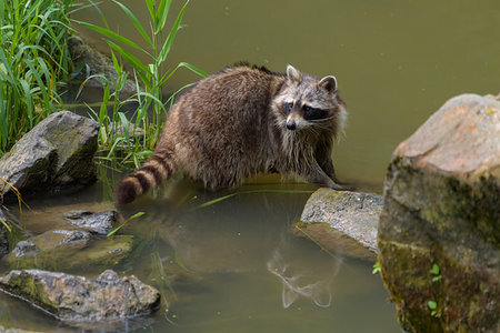 Raccoon (procyon lotor) walking along stones in water, Germany Photographie de stock - Rights-Managed, Code: 700-09245584