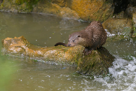 Otter (lutra lutra) standing on rock and watching river, Germany Stock Photo - Rights-Managed, Code: 700-09245586