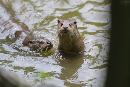 Two river otters (lutra lutra) swimming in the water and looking at camera, Germany Photographie de stock - Rights-Managed, Code: 700-09245597