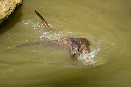 Two otters (lutra lutra) playing in the water, Germany Photographie de stock - Rights-Managed, Code: 700-09245599