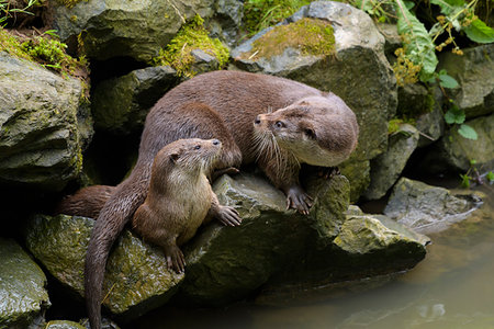 Mother and young river otter (lutra lutra) sitting on rocks next to river, Germany Photographie de stock - Rights-Managed, Code: 700-09245591