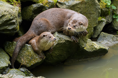 Mother and young river otter (lutra lutra) sitting on rocks next to river, Germany Photographie de stock - Rights-Managed, Code: 700-09245592