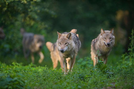 pack (group of animals) - Pack of gray wolves (Canis lupus) walking through forest in summer, Germany Foto de stock - Con derechos protegidos, Código: 700-09245605