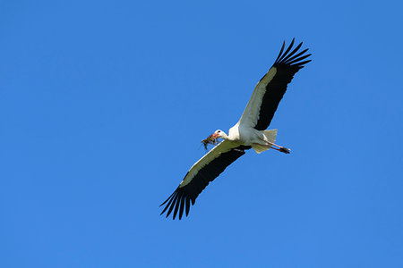 simsearch:700-09245637,k - White stork (Ciconia ciconia) flying in blue sky and holding twigs in mouth, Germany Stock Photo - Rights-Managed, Code: 700-09245636