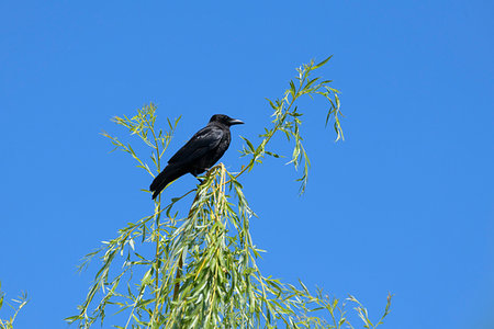 Carrion crow (Corvus corone) perched on top of tree against blue sky, Europe Photographie de stock - Rights-Managed, Code: 700-09245650