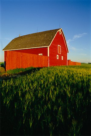 Farmyard Near Kemnay, Manitoba, Canada Stock Photo - Rights-Managed, Code: 700-00004000