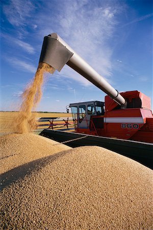 Harvesting Wheat Near St. Agathe, Manitoba, Canada Stock Photo - Rights-Managed, Code: 700-00004065