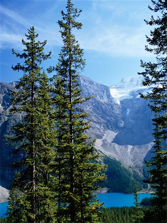 douglas fir - Douglas Firs Moraine Lake, Alberta, Canada Stock Photo - Rights-Managed, Code: 700-00004156