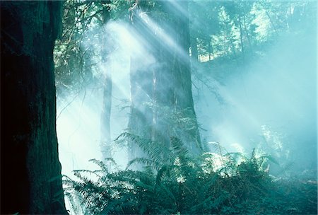 simsearch:700-00054970,k - Sunlight through Trees Redwood Forest Northern California, USA Foto de stock - Con derechos protegidos, Código: 700-00005892