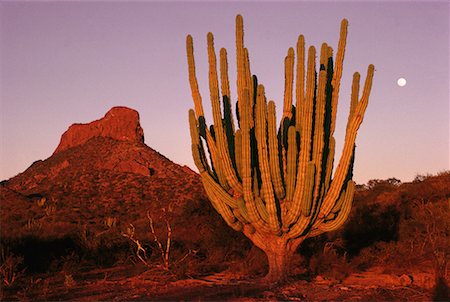 sonora - Mondaufgang bei Sonnenuntergang in der Nähe von San Carlos Sonora, Mexiko Stockbilder - Lizenzpflichtiges, Bildnummer: 700-00006242