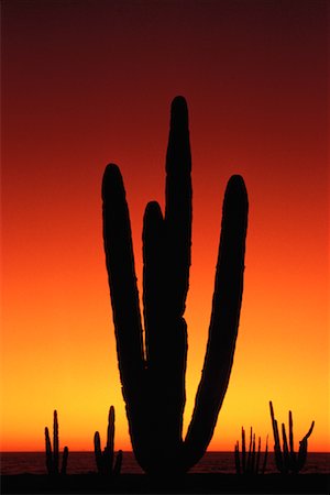 simsearch:862-03712907,k - Silhouette of Cactus at Sunset Algodones, Mexico Stock Photo - Rights-Managed, Code: 700-00006243