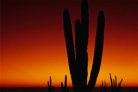 simsearch:862-03712907,k - Silhouette de Cactus au coucher du soleil Algodones, Mexique Photographie de stock - Rights-Managed, Code: 700-00006366