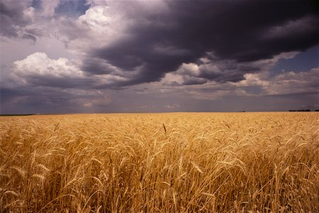 prairie storm - Field Alberta, Canada Stock Photo - Rights-Managed, Code: 700-00006555