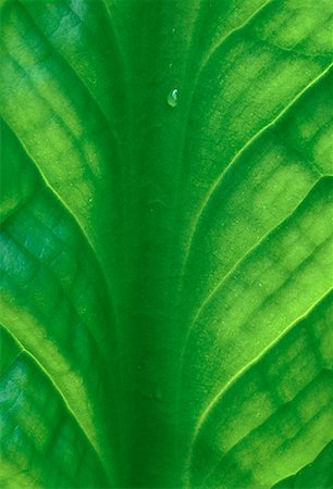 simsearch:700-00160368,k - Skunk Cabbage Leaf Stock Photo - Rights-Managed, Code: 700-00007536