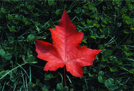roland weber - Autumn Maple Leaf Stock Photo - Rights-Managed, Code: 700-00007684