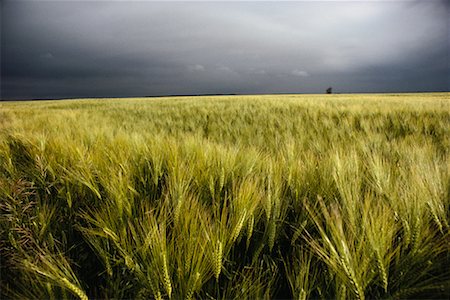 Barley Manitoba, Canada Stock Photo - Rights-Managed, Code: 700-00008800