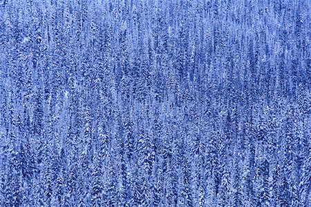 simsearch:700-00006245,k - Corbeau de chutes de neige fraîche en Colombie-Britannique, Canada Photographie de stock - Rights-Managed, Code: 700-00009187