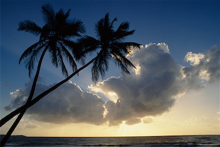 Silhouette of Palm Trees Tobago Foto de stock - Con derechos protegidos, Código: 700-00009378