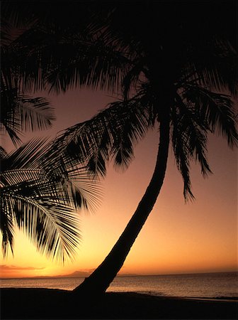 Silhouette de palmiers sur la plage au coucher du soleil au Venezuela Photographie de stock - Rights-Managed, Code: 700-00009445