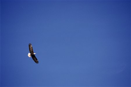 simsearch:700-00045717,k - Bald Eagle Stock Photo - Rights-Managed, Code: 700-00009600