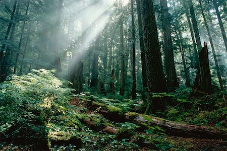 Coastal Rainforest Garibaldi Provincial Park British Columbia, Canada Stock Photo - Rights-Managed, Code: 700-00000117