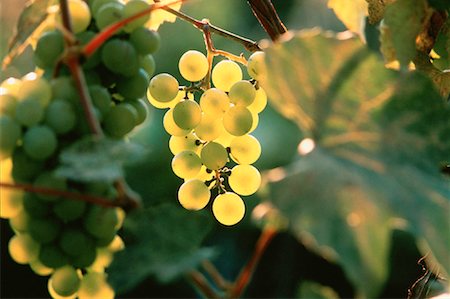 Close-Up of Grapes in Vineyard Ontario, Canada Foto de stock - Con derechos protegidos, Código: 700-00001418