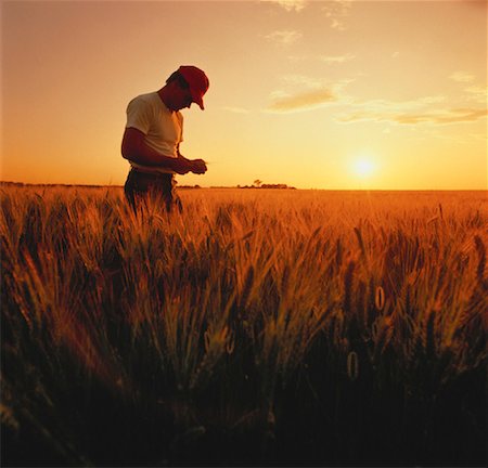 simsearch:700-00556591,k - Agriculteur dans le champ au lever du soleil Photographie de stock - Rights-Managed, Code: 700-00001525