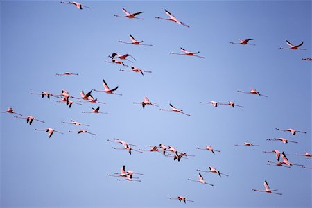 flock of birds in a clear sky - Flamingos in Flight Bahamas Stock Photo - Rights-Managed, Code: 700-00002145