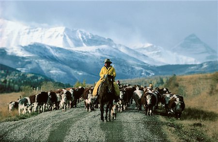 ranchers - Cowboy on Cattle Drive Alberta, Canada Stock Photo - Rights-Managed, Code: 700-00002209