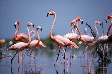 Flamingos Bahamas Foto de stock - Con derechos protegidos, Código: 700-00002484
