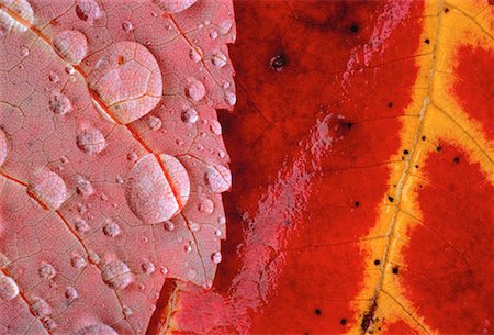 Water Droplets on Autumn Leaves Quebec, Canada Stock Photo - Rights-Managed, Code: 700-00002714