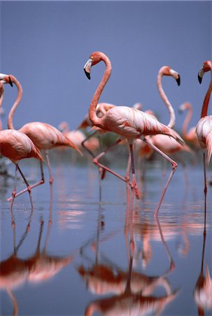 Flamingos Upper Lakes, Bahamas Stock Photo - Rights-Managed, Code: 700-00002992